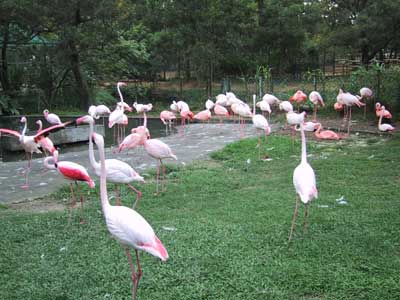 pink flamingoes